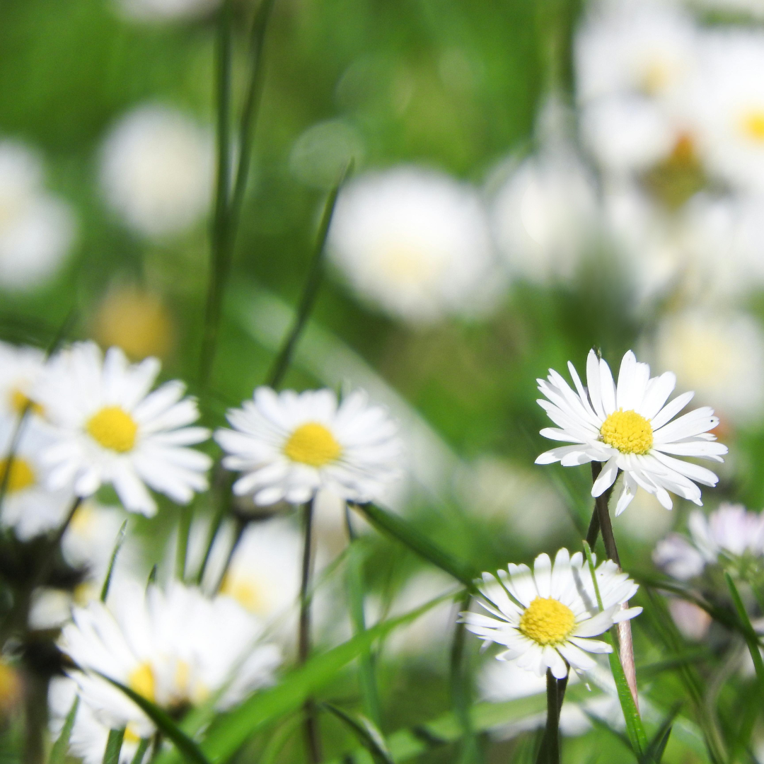 Fleurs Sauvages