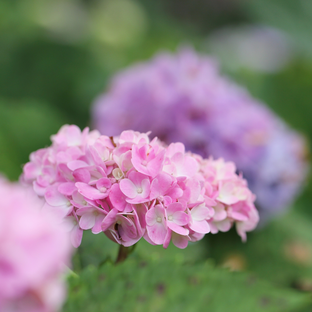 Fleurs de jardin